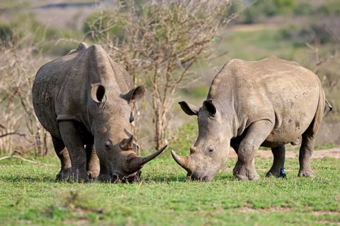 White rhinoceroses