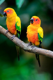 Sun conure