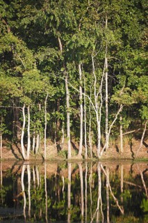 Trees reflected in Twenty Thousand Lake