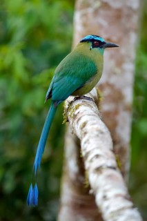 Blue-crowned Motmot