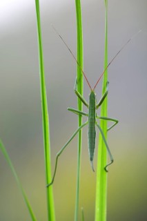 Saga pedo bush cricket