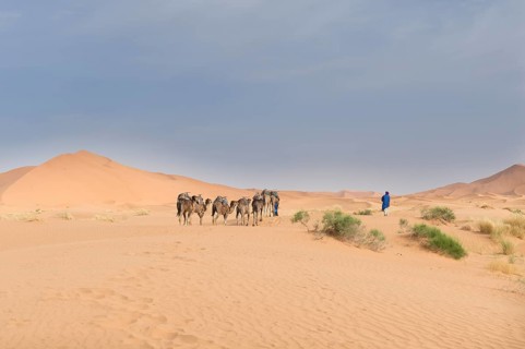 Caravan with camels in Sahara desert
