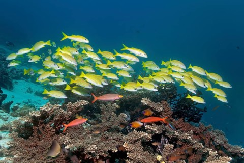 Shoal of fish