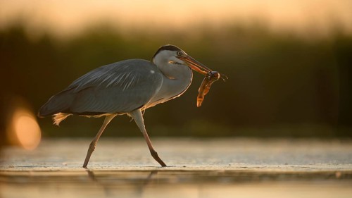 Grey Heron