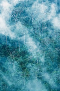 Rain Forest with fog