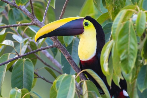 Yellow-throated toucan