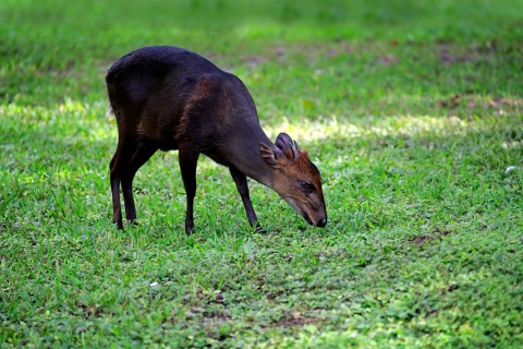 Black duiker
