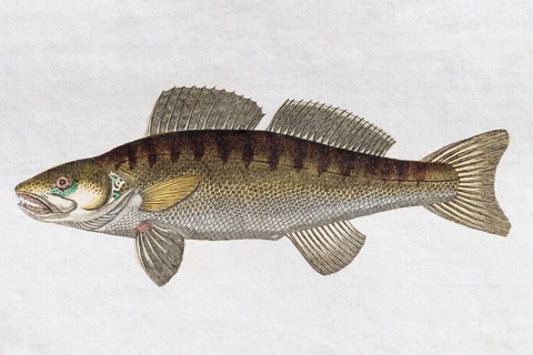 Zander
