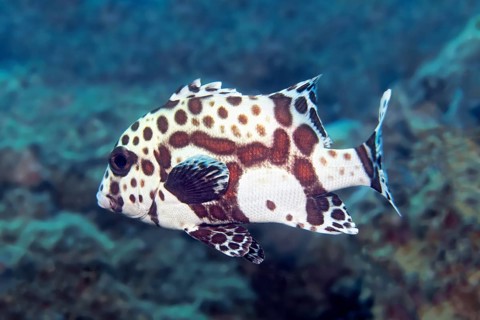 Harlequin sweetlip