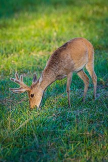 Pampas deer