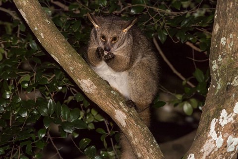 Brown greater galago