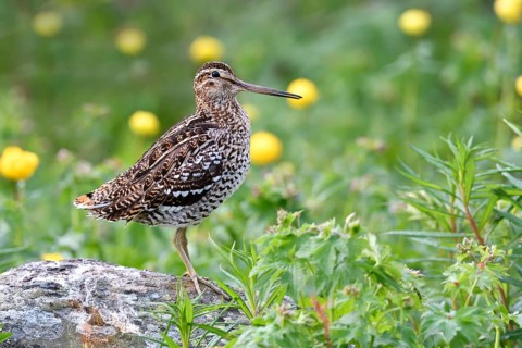 Great snipe
