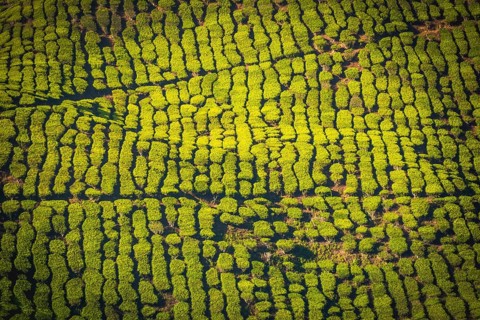 Tea plantations