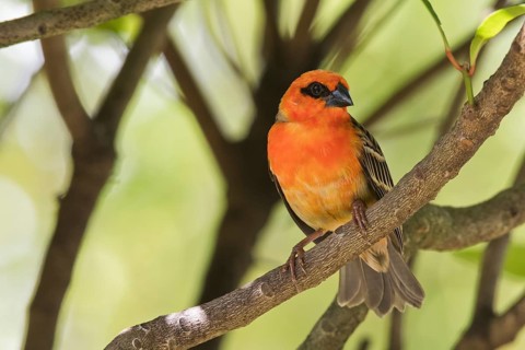 Red fody