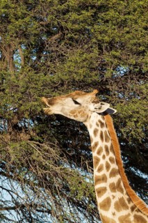 Southern Giraffe