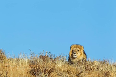 Black-maned Lion