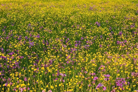 Sea of blossoms