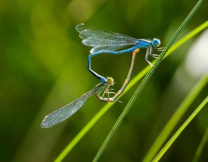 Goblet-marked damselfly