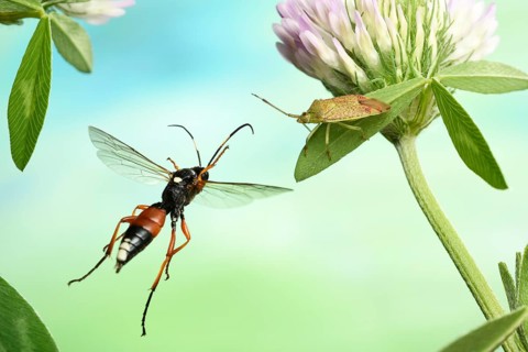 Ichneumon fly