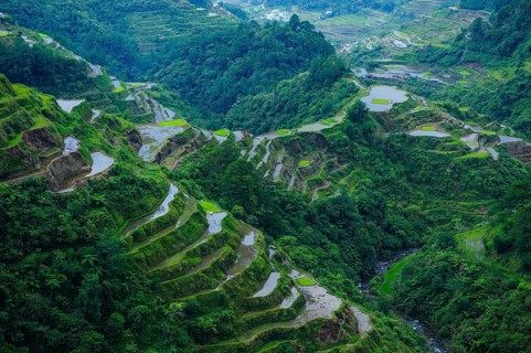 Rice terraces of Banaue