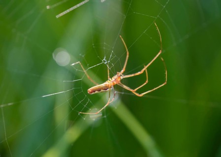 Stretcher spider