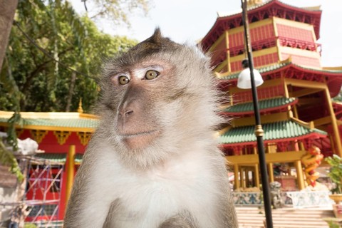 Monkey