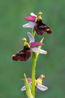 Orchid