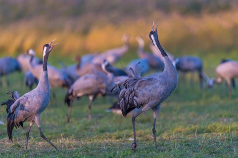 Common or European cranes