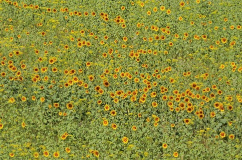 Sunflowers