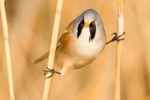 Bearded reedling