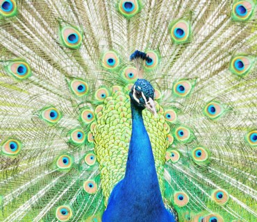 Blue Peafowl