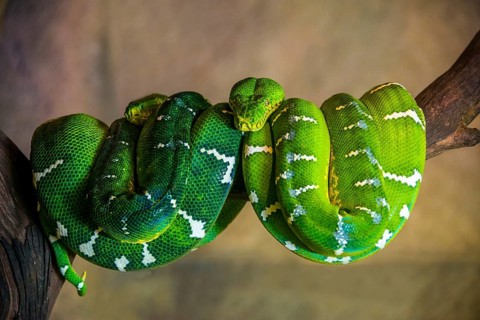 Green tree Python