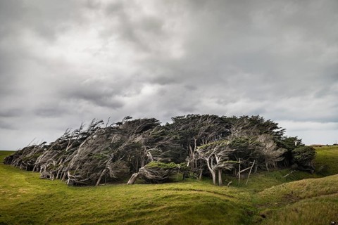Trees shaped by the wind