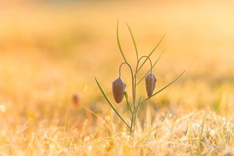 Snake's Head Fritillary