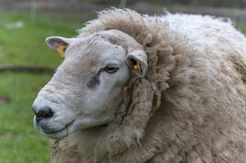 Texel sheep
