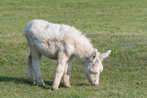 Austria-Hungarian white donkey