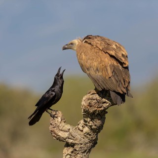 Griffon vulture
