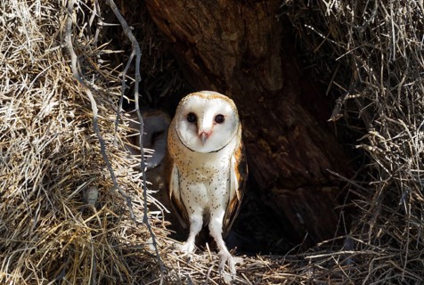 Barn Owl