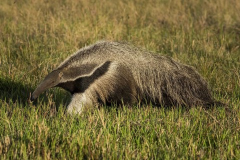 Giant anteater