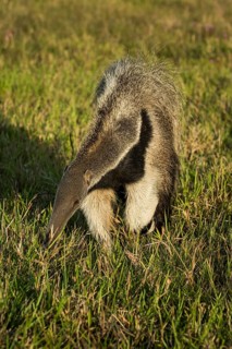 Giant anteater