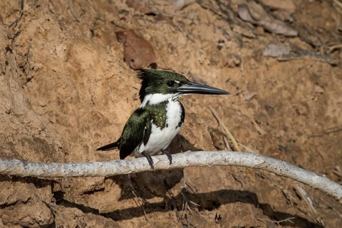 Amazon kingfisher
