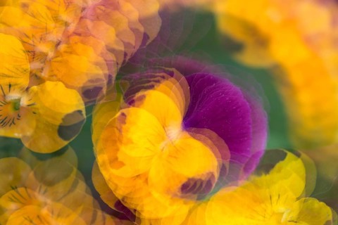 Horned pansy
