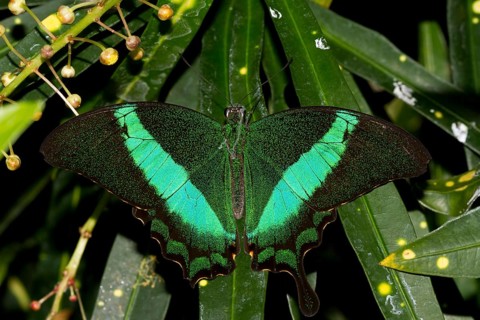 Green Swallowtail
