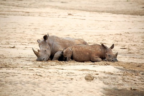 White rhinoceroses