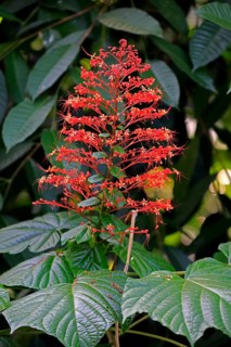 Pagoda flower