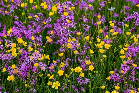 Wild flowers