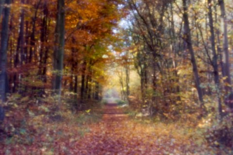 Forest trail in autumn