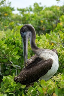 Brown Pelican