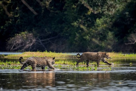 Two Jaguars