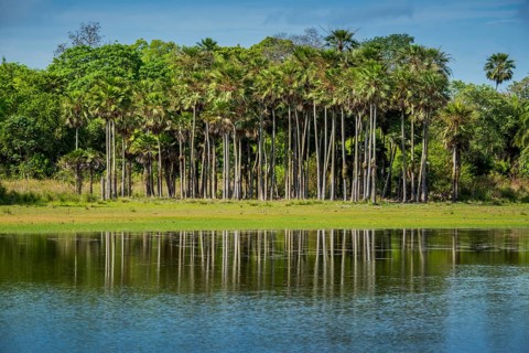 River landscape with palm trees at the Rio Negro